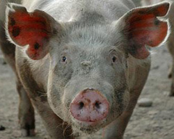О вспышке африканской чумы свиней в Астраханской области
